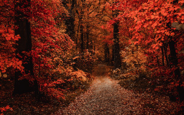Картинка природа лес листопад тропинка осень