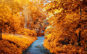 обоя природа, парк, осень, листопад