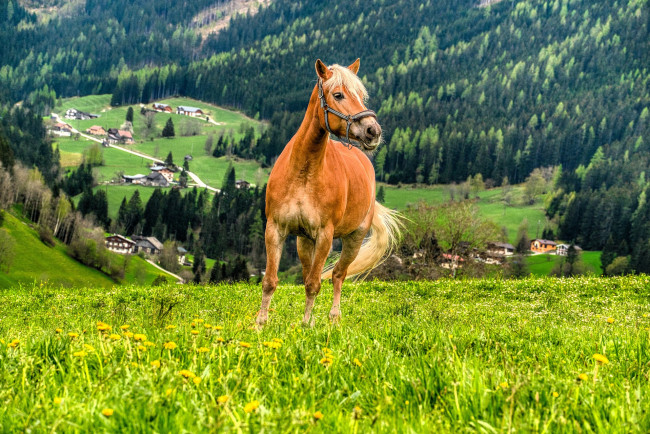 Обои картинки фото животные, лошади, лошадь, поляна, горы, дома