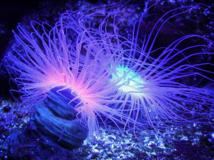 обоя glowing, aneomes, животные, морская, фауна