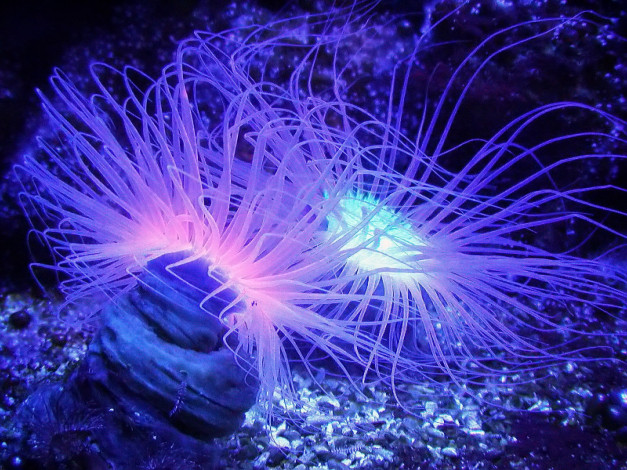 Обои картинки фото glowing, aneomes, животные, морская, фауна
