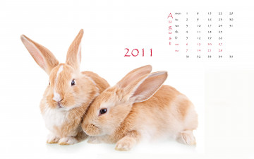 Картинка календари животные