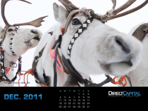 Картинка календари животные северные олени