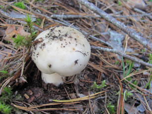 Картинка сыроежка природа грибы иголки ветки