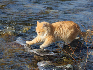 Картинка животные коты котэ вода