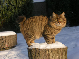 Картинка животные коты снег бобтейл зима кот