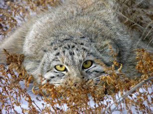 Картинка животные манулы кот манул