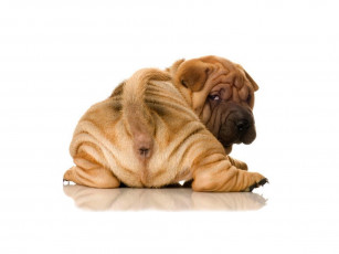 Картинка животные собаки щенок шарпей