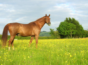 Картинка животные лошади трава лето конь