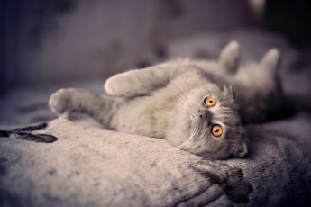 Картинка животные коты котэ британский вислоухий