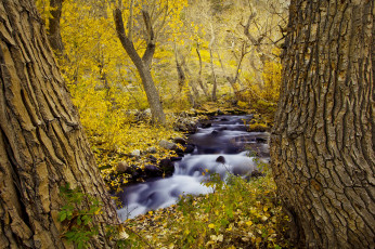 Картинка природа реки озера деревья лес осень ручей