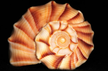 Картинка разное ракушки кораллы декоративные spa камни спираль ракушка