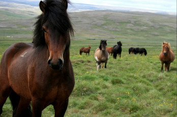 Картинка животные лошади поле лошадь конь