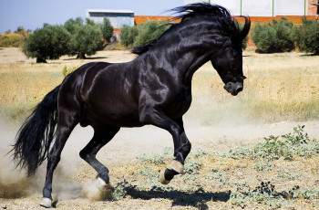 Картинка животные лошади конь вороной жеребец