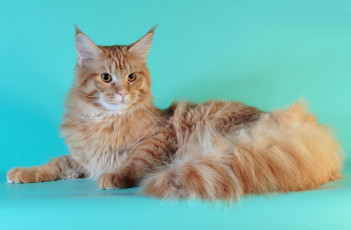 Картинка животные коты мейн-кун кот кошка