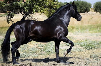 Картинка животные лошади конь жеребец вороной