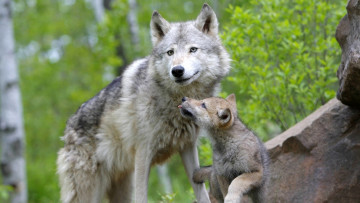 Картинка животные волки волк волчица щенок