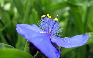Картинка цветы традесканции синий