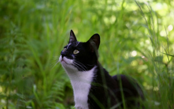 Картинка животные коты трава кот кошка