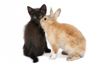 Картинка животные разные вместе кролик кот