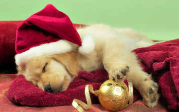 Картинка животные собаки шапка щенок сон шарик игрушка санта