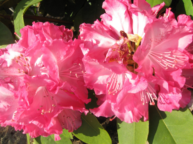 Обои картинки фото автор, varvarra, цветы, рододендроны, азалии, розовые, крупно