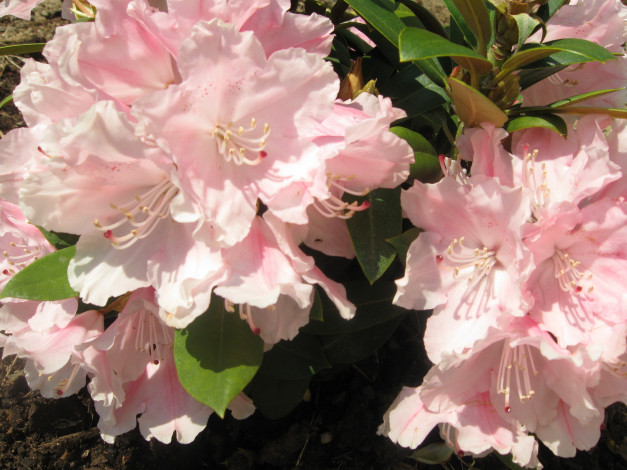 Обои картинки фото автор, varvarra, цветы, рододендроны, азалии, розовые