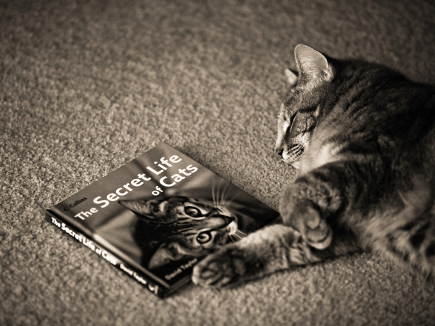 Обои картинки фото животные, коты, книга, кот, кошка