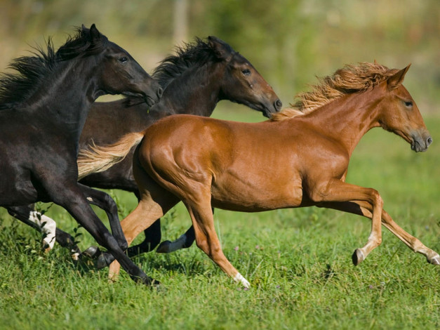 Обои картинки фото животные, лошади, бег, конь, лошадь