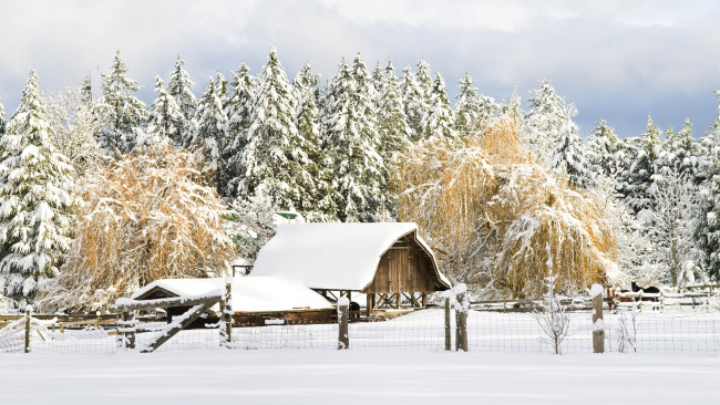 Обои картинки фото природа, зима, забор, ели, снег