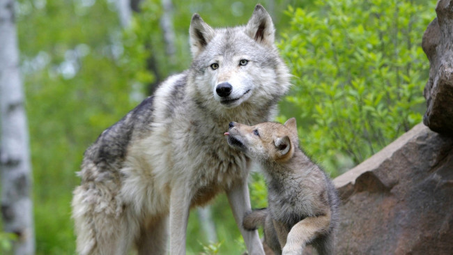 Обои картинки фото животные, волки, волк, волчица, щенок