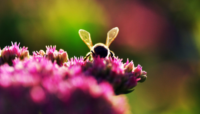 Обои картинки фото животные, пчелы, осы, шмели, макро, пчела, цветы, природа, растение