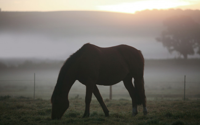 Обои картинки фото животные, лошади, поле, туман, утро, пейзажи, трава, пастбище