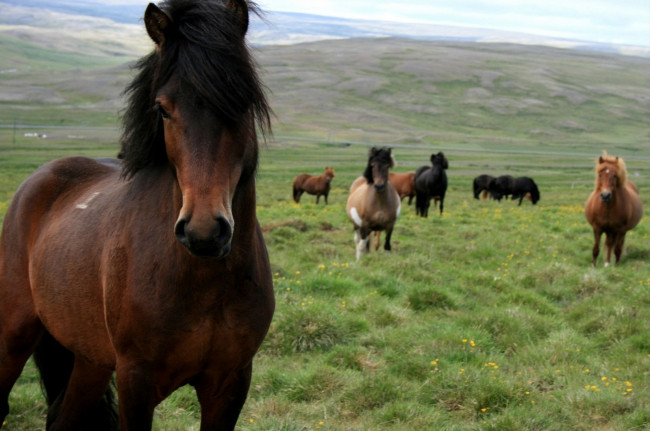 Обои картинки фото животные, лошади, поле, лошадь, конь