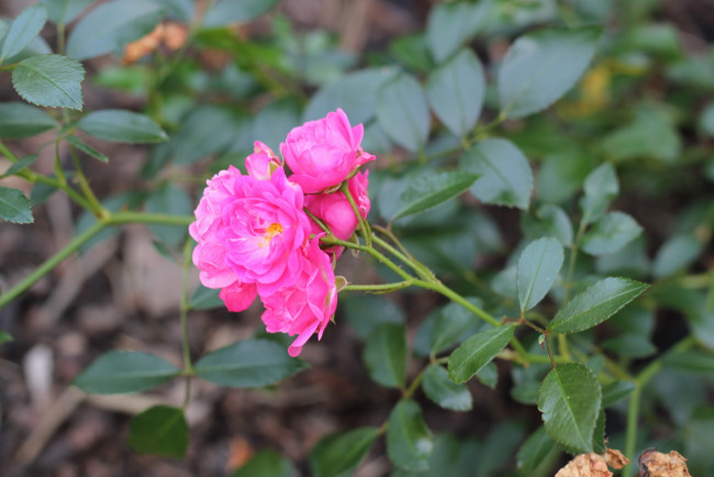 Обои картинки фото автор, varvarra, цветы, розы, яркие, розовые