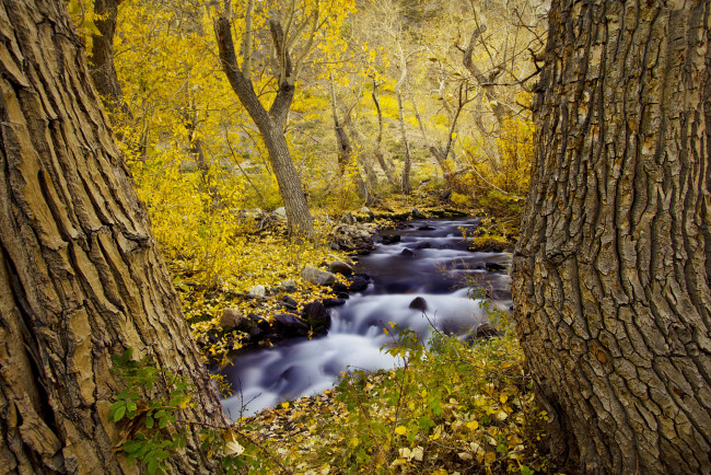 Обои картинки фото природа, реки, озера, деревья, лес, осень, ручей