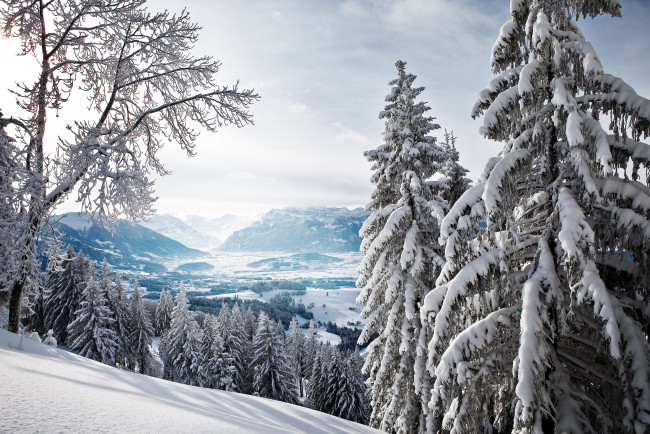 Обои картинки фото природа, зима, ели, пейзаж, снег, деревья, горы