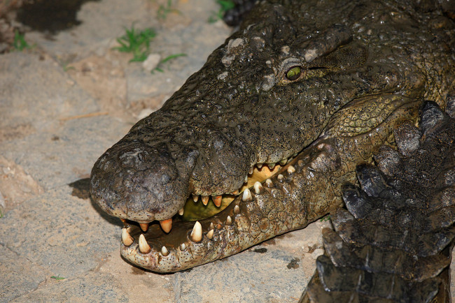 Обои картинки фото животные, крокодилы, пасть, зубы