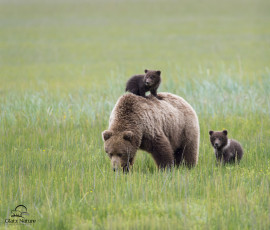 Картинка животные медведи семья lake+clark+national+park alaska аляска медведица медвежата детёныши материнство