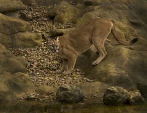 Картинка животные пумы кугуар горный лев