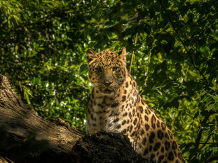 Картинка животные леопарды бревно заросли амурский леопард