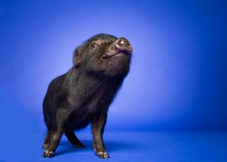 Картинка животные свиньи +кабаны поросенок минипиг