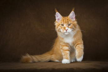 Картинка животные коты кот рыжий мейн-кун