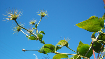 Картинка природа листья веточки зелёные листики небо