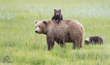 Картинка животные медведи семья lake+clark+national+park alaska аляска медведица медвежата детёныши материнство