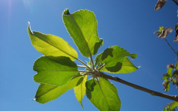 Картинка природа листья зелёные синее небо