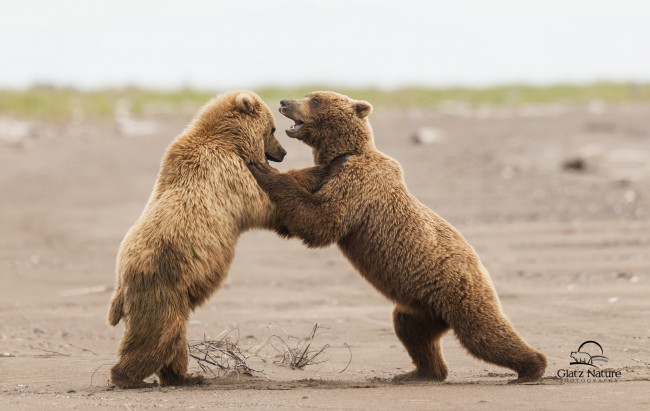 Обои картинки фото животные, медведи, борьба, lake clark national park, alaska, аляска, спарринг