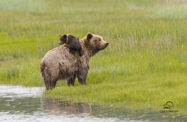 Обои картинки фото животные, медведи, семья, lake clark national park, alaska, аляска, медведица, медвежонок, детёныш