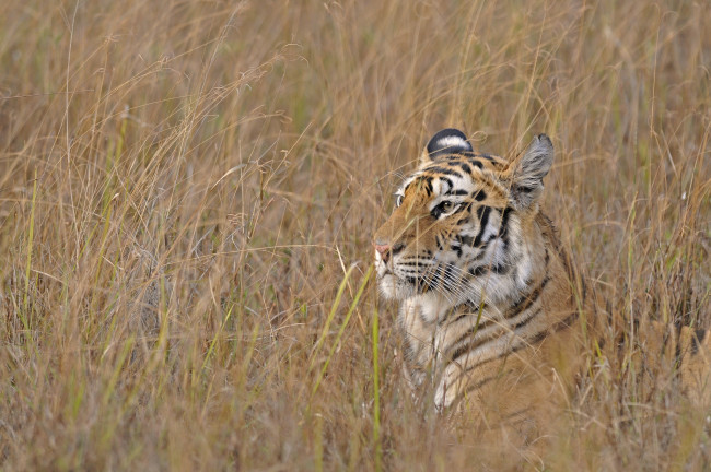 Обои картинки фото животные, тигры, маскировка, трава, морда, бенгальский, тигр