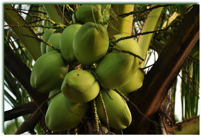 Обои картинки фото природа, плоды, кокос, орехи, пальма